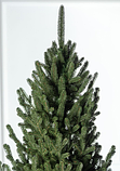 Ялинка штучна лита Віденська зелена 2.1 м + підставка, фото 2