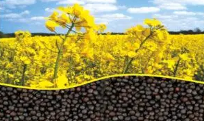 Рипак (Рапс) 10 кг, фото 1