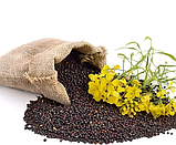 Рипак (Рапс) 10 кг, фото 2