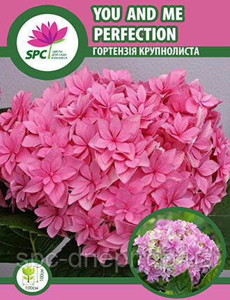 Гортензія крупнолиста You and Me Perfection, фото 1