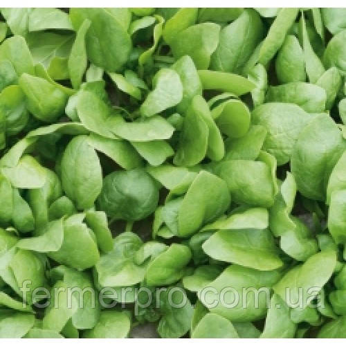 Насіння шпинату Рембрандт F1 / Rembrandt F1, 50 000 насіння, Bejo, фото 1