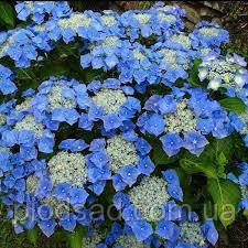 Гортензія великолиста Blaumeise