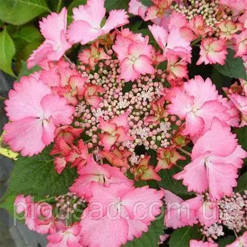 Гортензія великолиста French Cancan Rose