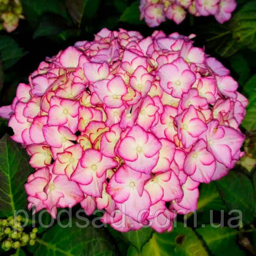 Гортензія великолиста Adula Purple