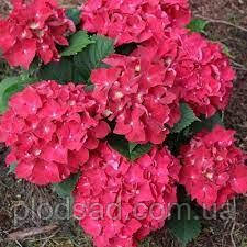 Гортензія великолиста Royal Red