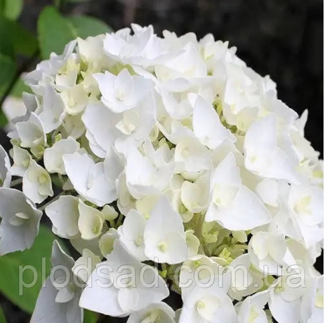Гортензія великолистова White Spirit С2