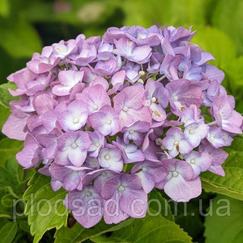Гортензія великолиста Sweet 'Lips Purple'