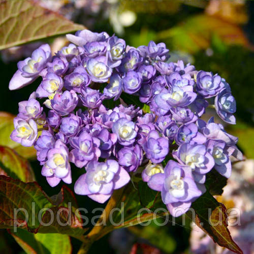 Гортензія великолиста You and Me Passion