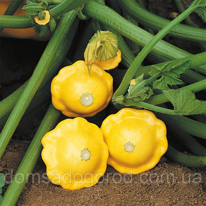 Патисон Санбурст F1 Сингента | Sanburst F1 Syngenta 500 н