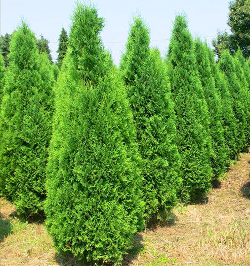 Туи купить. Туя западная смарагд брабант и иные виды в Днепропетровской ...
