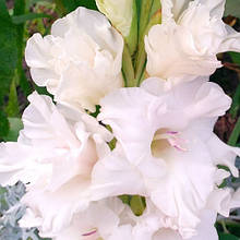 Гладіолус Снігова любов (цибулина)