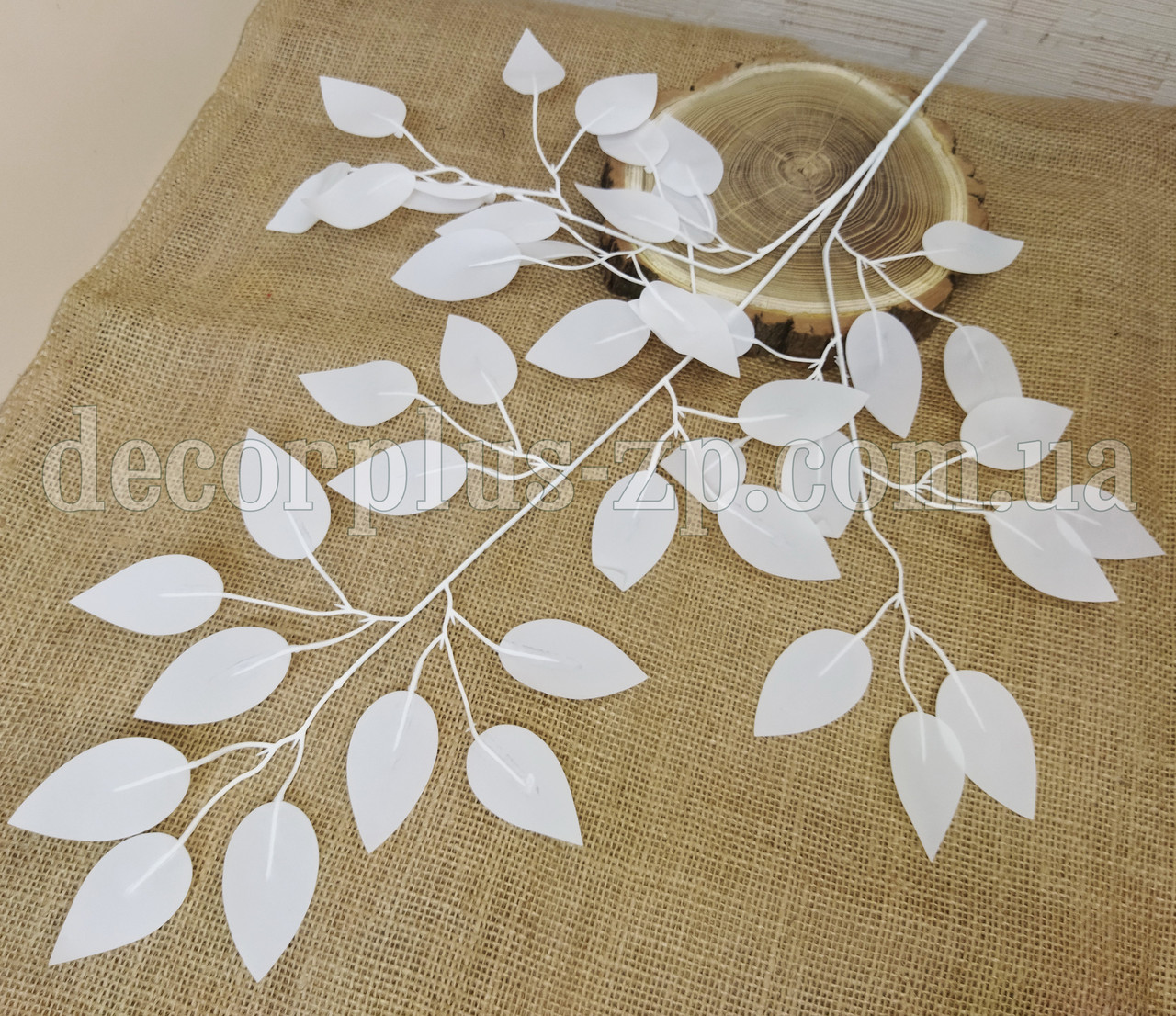 Гілка фікуса білого, фото 1