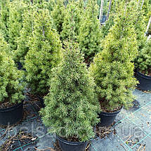 Ялина канадська Дейзі Вайт / h 50-60 / Picea glauca Daisy's White, фото 4