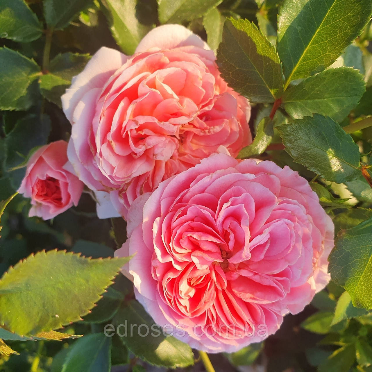 Пірует  (Pirouette), фото 1