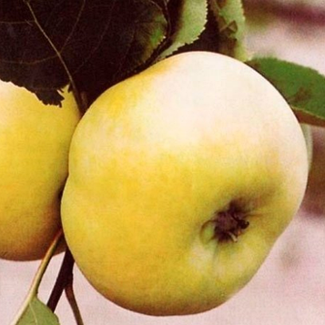 Яблуня 'Донешта'  (Буравиця)