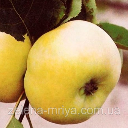 Яблуня 'Донешта'  (Буравиця), фото 1