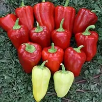 Перець Кантатта F1, солодкий, конусовидний, 8 нас. СПЕКТР