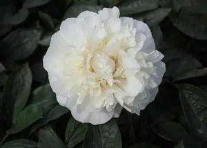 Пион Heavenly White
(Anderson/ Swenson 2018)