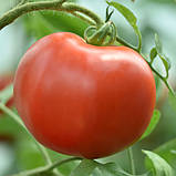 Томат Superior "Рокер" 5г, фото 3