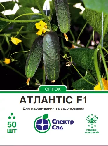 Огірок Атлантіс F1, корнішон, комахозапильний, 50 нас. СПЕКТР