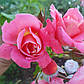 Пінк Сахара  (Pink Sahara), фото 5
