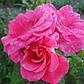 Пінк Сахара  (Pink Sahara), фото 6