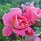 Пінк Сахара  (Pink Sahara), фото 7