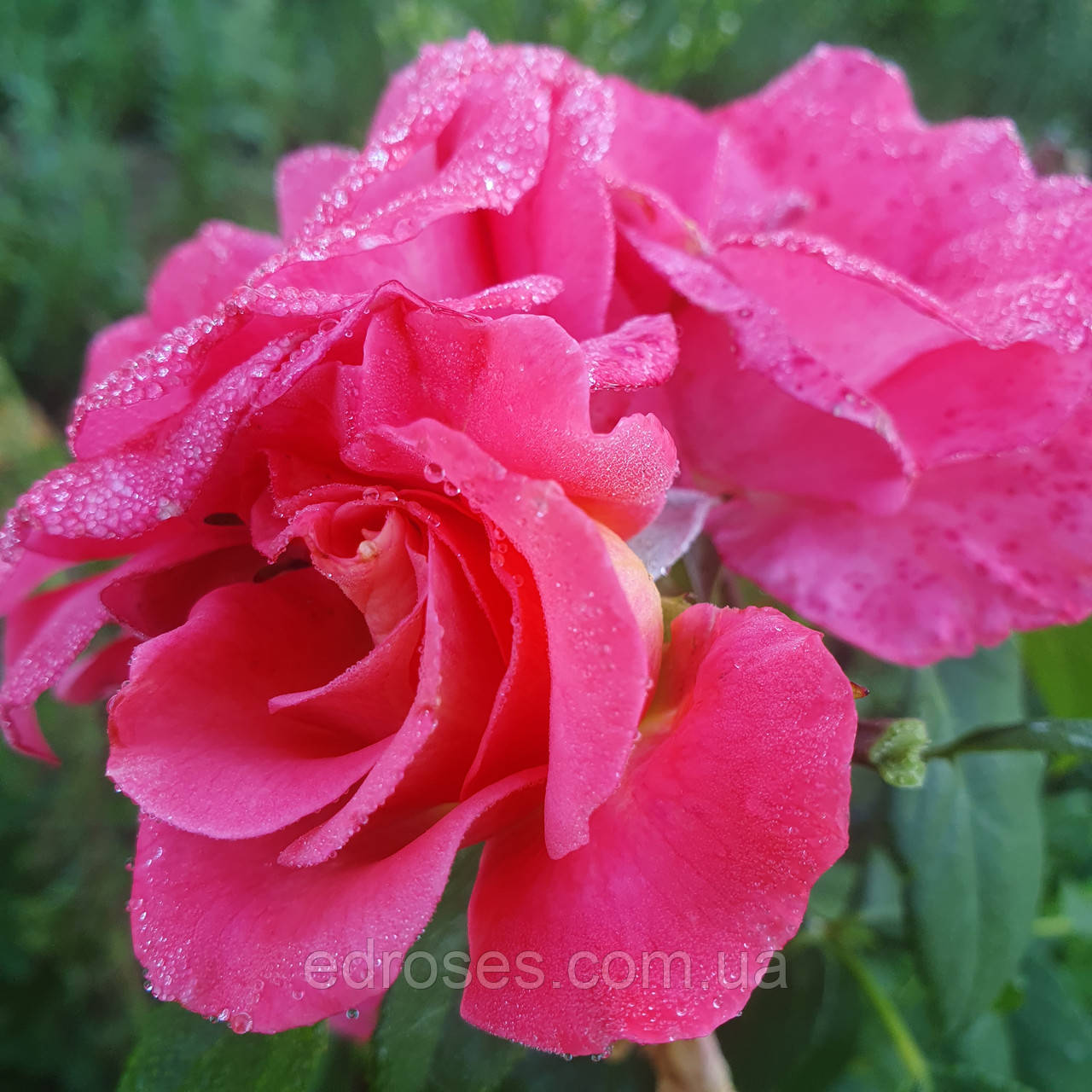 Пінк Сахара  (Pink Sahara)