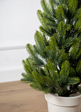 Ялинка лита Лапландська в горщику Весняна 0,70 м, фото 2