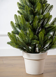Ялинка лита Лапландська в горщику Весняна 0,70 м, фото 5