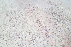 Швейцарська Пробкова підлога клейова 4 мм Fantasie extra white Лакована