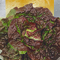 Насіння салату 4 сезони качанний на вагу, Агролінія