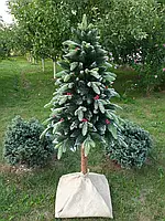 Ялинка лита Корал на пні натуральному стволі з інеєм + перлини + Ялина новорічна R_2469