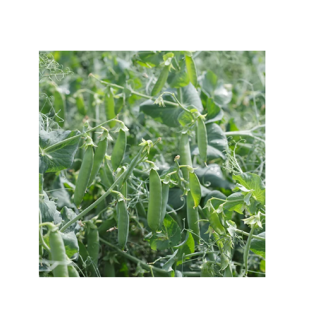 Насіння Горох Телефон 20 г.