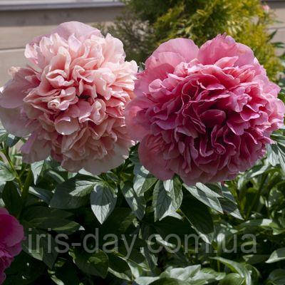 Пиог Glowing Raspberry Rose

(Cousins/Klehm 1981), фото 1