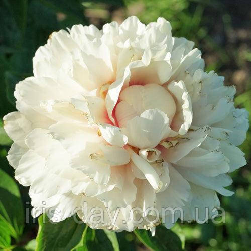 Пион Heavenly Hint (Anderson/Swenson 2018) (сажінки), фото 1