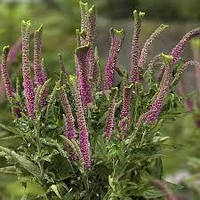 Вероника Christa Bubble Gum