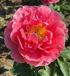 Пион Heavenly Showcase
(Anderson/Swenson 2018) (сажінки)