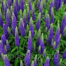Вероника Blue Indigo (Блу Индиго)