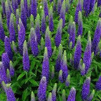 Вероника Blue Indigo (Блу Индиго) p9