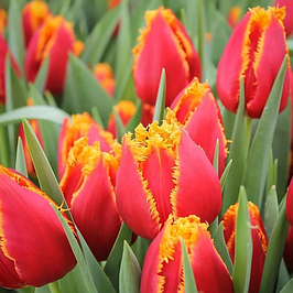 Луковиці Тюльпанів