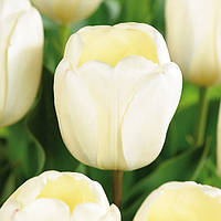 Тюльпан Ivory Floradale