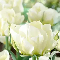 Тюльпан White Valley