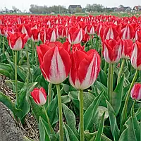 Тюльпан Kissable