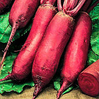 Насіння Буряк Опольський на вагу, Агролінія