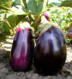 Насіння баклажан Чемодан F1 10 шт.  Lark Seeds, фото 2