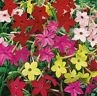 Тютюн духмяний