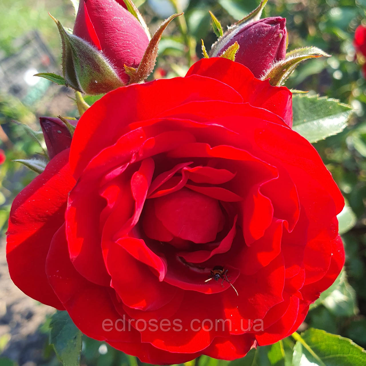 Амадеус (Amadeus), фото 1