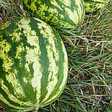 Ау Продюсер насіння кавуна (500 г) Innova Seeds, фото 6