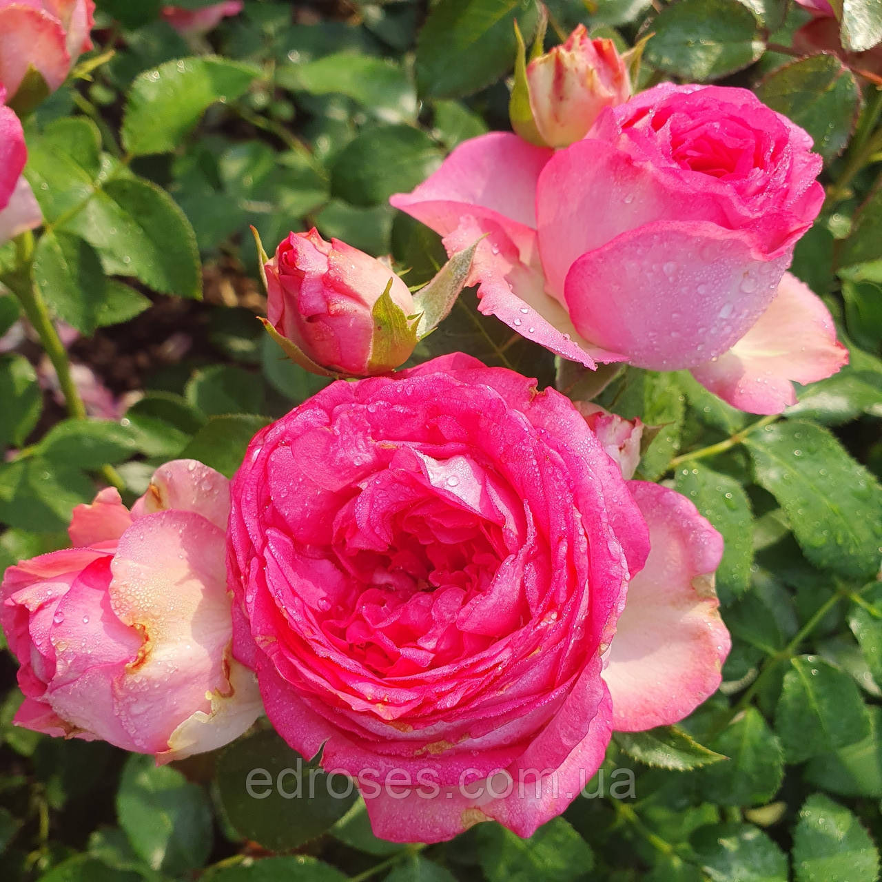 Цикламен П'єр де Ронсар (Cyclamen Pierre de Ronsard), фото 1